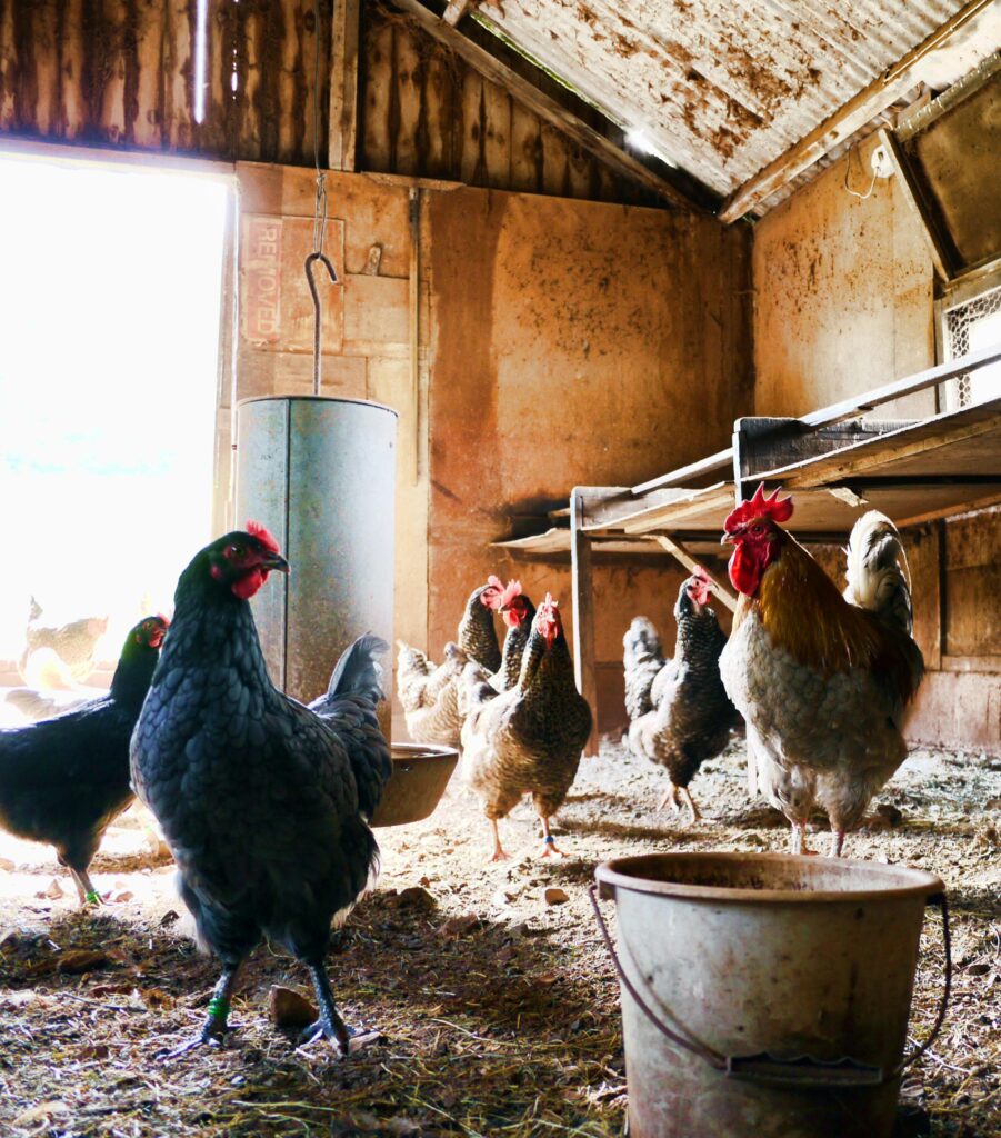 Poultry