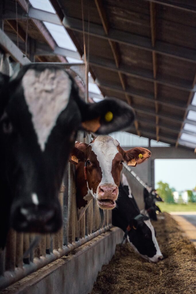 Dairy